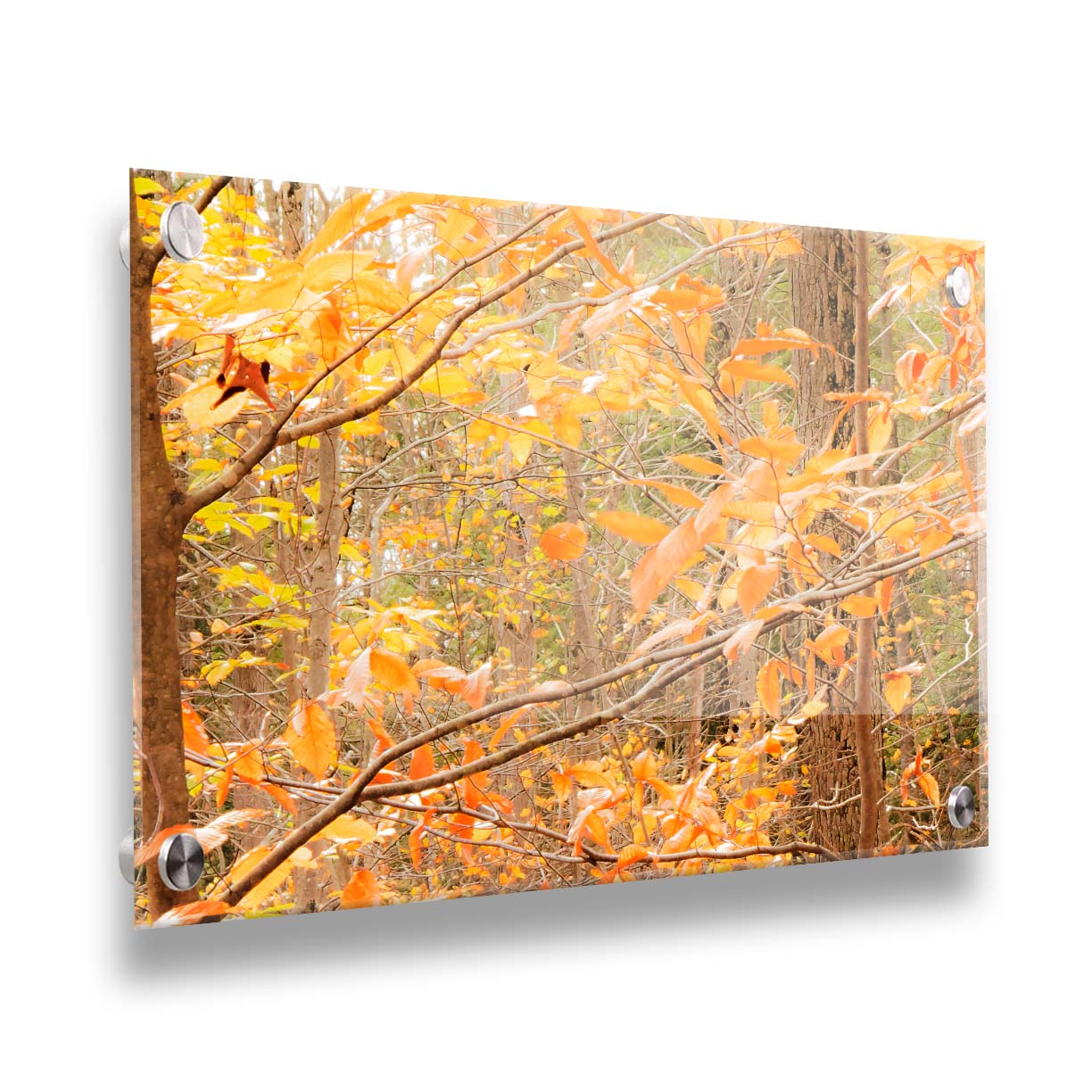 A photo close-up on tree branches covered in orange and yellow leaves. Printed on acrylic.