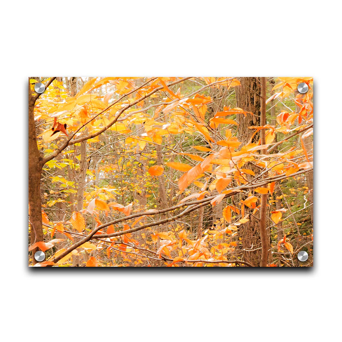 A photo close-up on tree branches covered in orange and yellow leaves. Printed on acrylic.