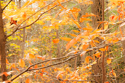 A photo close-up on tree branches covered in orange and yellow leaves. 