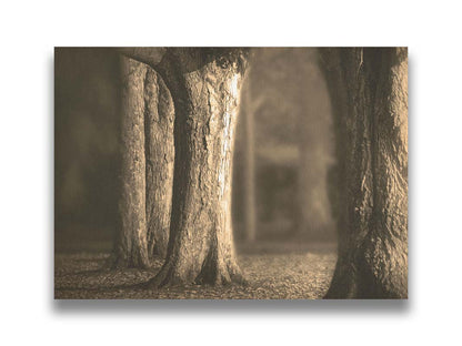 A photo of a forest of wide trees in sepia tone, with leaves covering the ground. Printed on canvas.