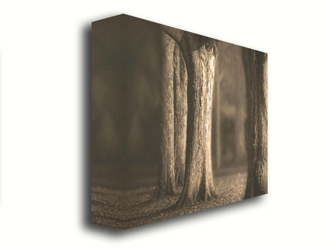 A photo of a forest of wide trees in sepia tone, with leaves covering the ground. Printed on canvas.