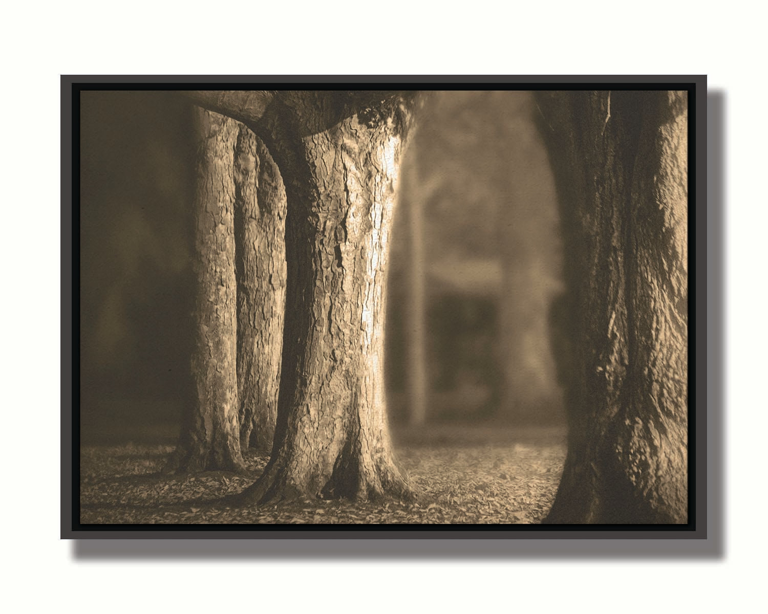 A photo of a forest of wide trees in sepia tone, with leaves covering the ground. Printed on canvas in a float frame.