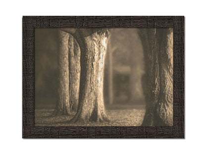 A photo of a forest of wide trees in sepia tone, with leaves covering the ground. Printed on canvas and framed.