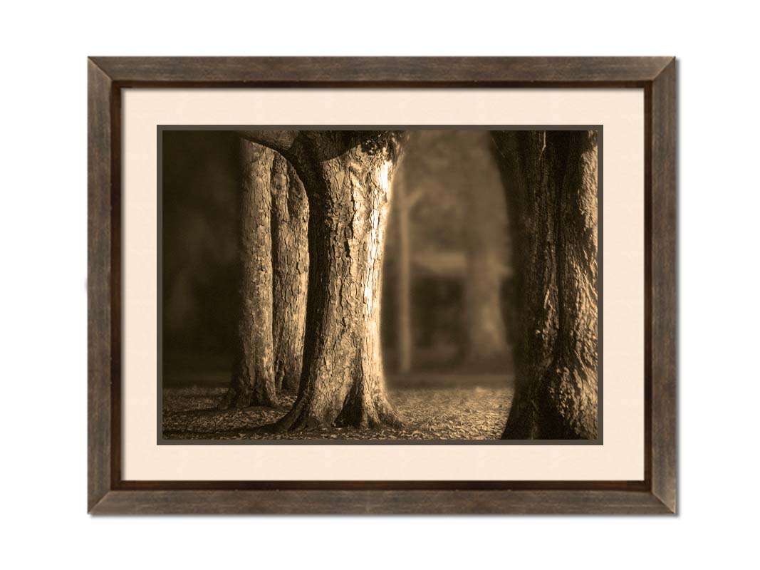 A photo of a forest of wide trees in sepia tone, with leaves covering the ground. Printed on paper, matted, and framed.