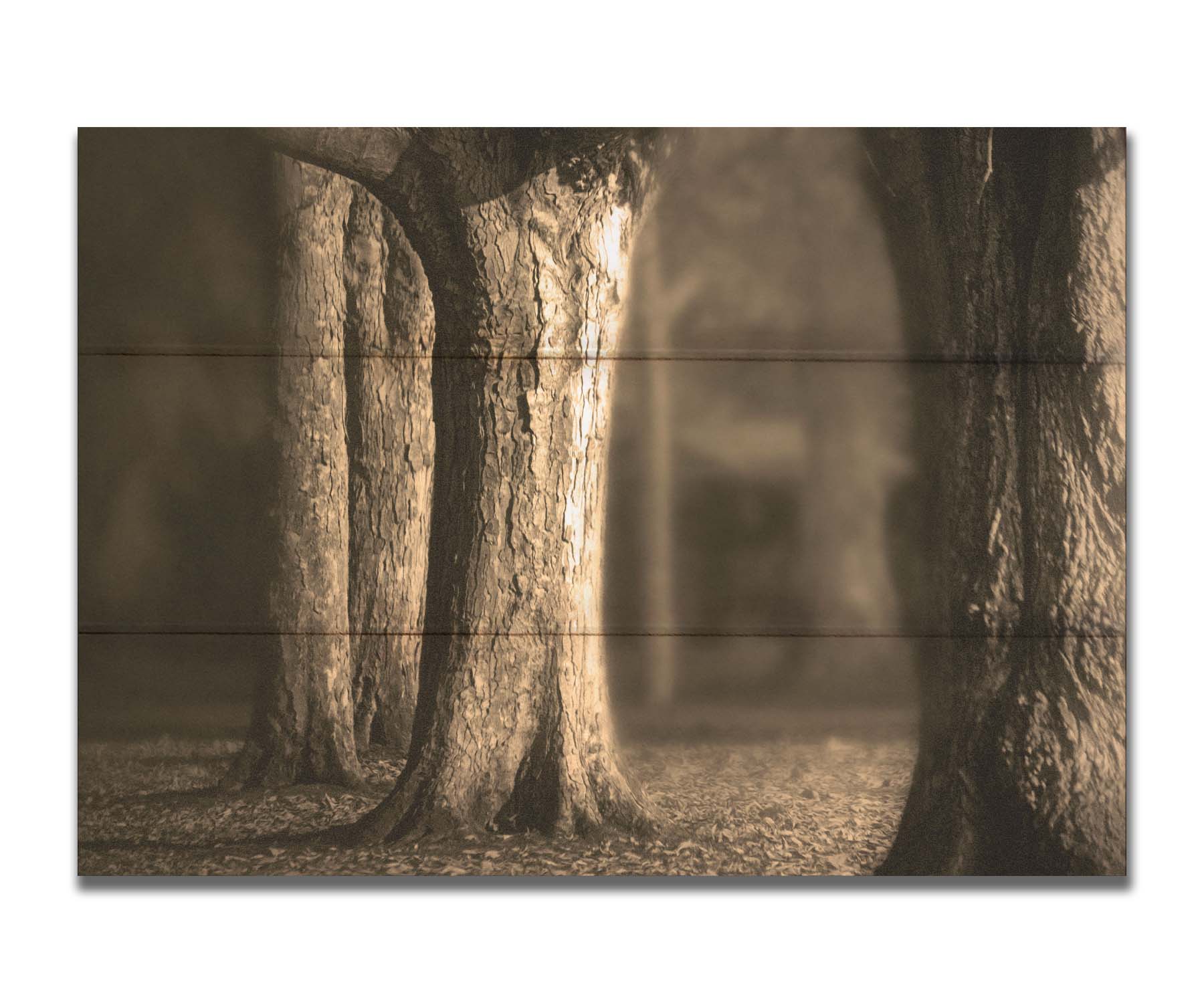 A photo of a forest of wide trees in sepia tone, with leaves covering the ground. Printed on a box board.