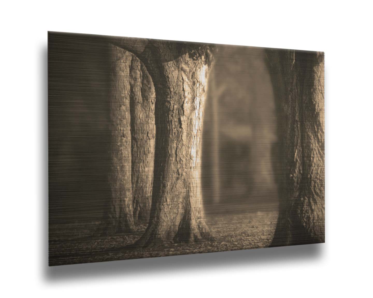 A photo of a forest of wide trees in sepia tone, with leaves covering the ground. Printed on metal.