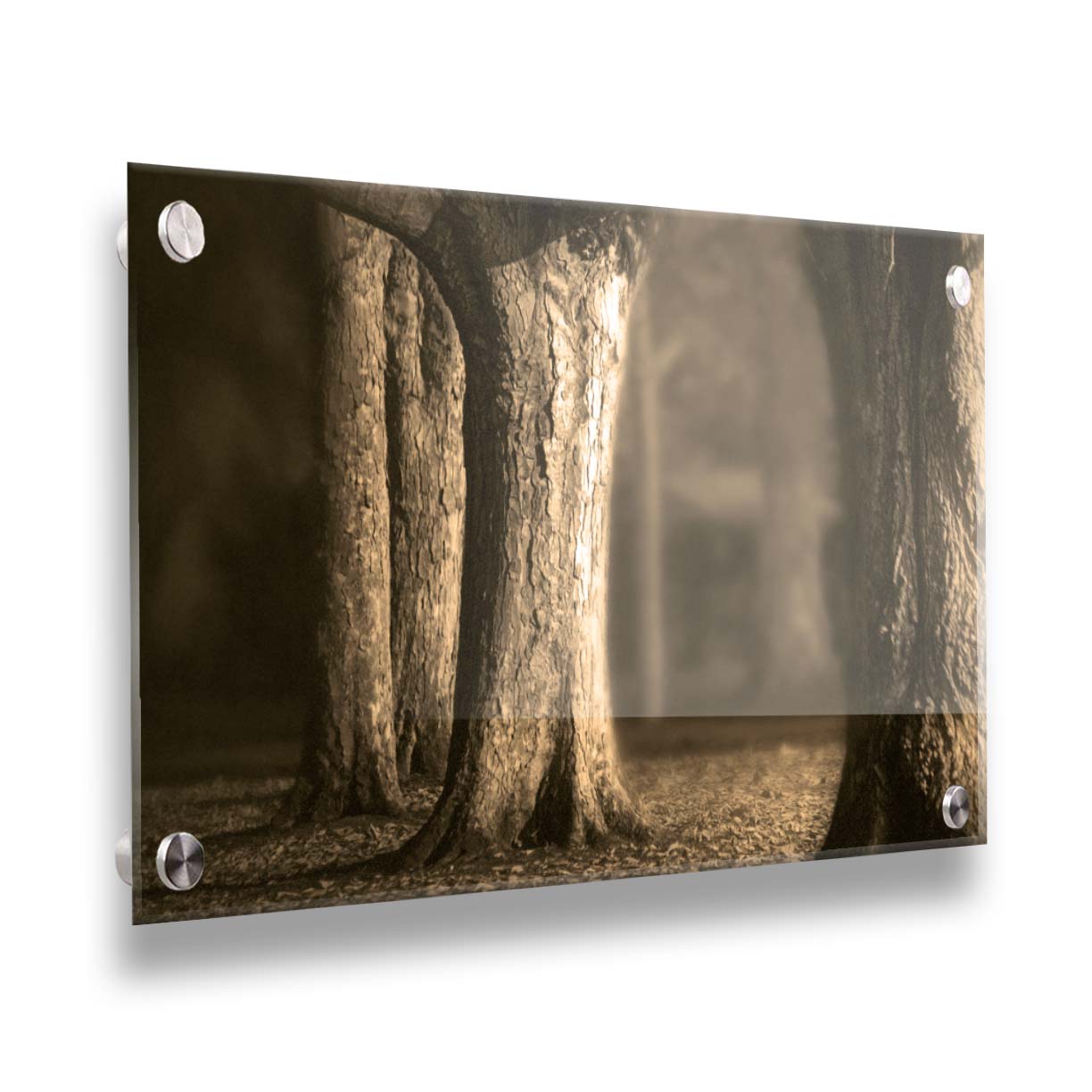 A photo of a forest of wide trees in sepia tone, with leaves covering the ground. Printed on acrylic.