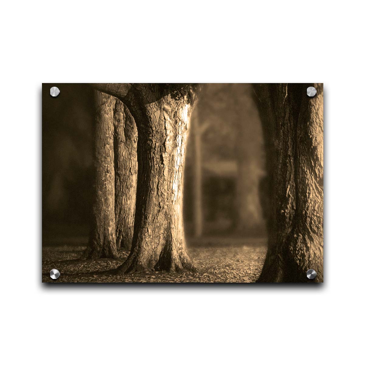 A photo of a forest of wide trees in sepia tone, with leaves covering the ground. Printed on acrylic.