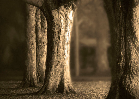 A photo of a forest of wide trees in sepia tone, with leaves covering the ground.