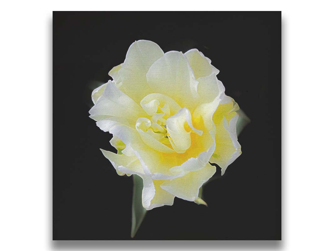 A photograph of a single white and yellow tulip from above, suspended in a black background. Printed on canvas.