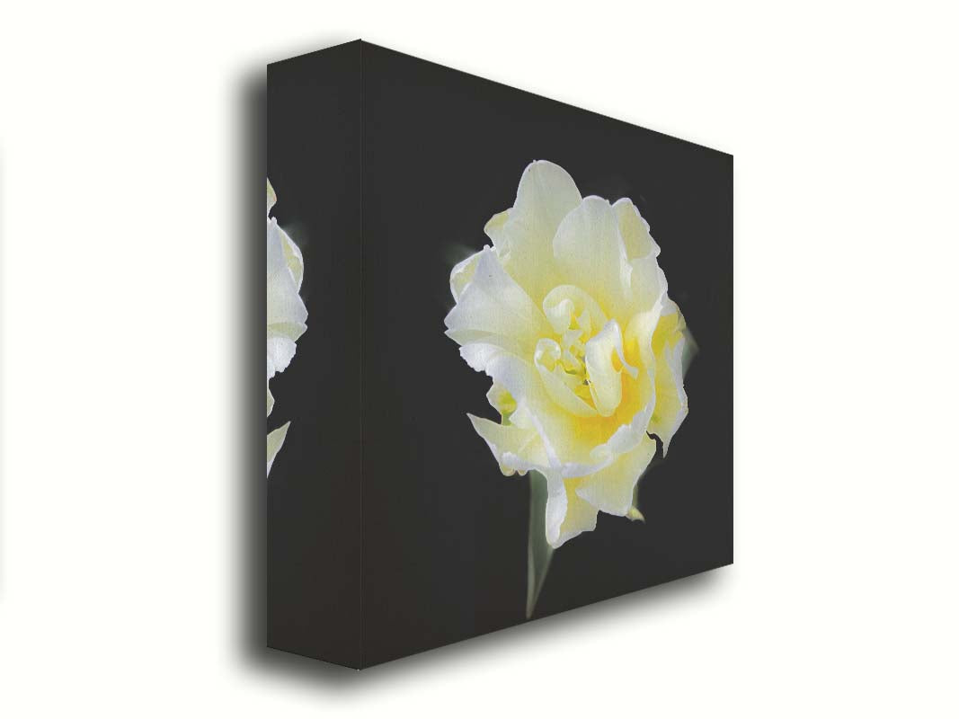 A photograph of a single white and yellow tulip from above, suspended in a black background. Printed on canvas.