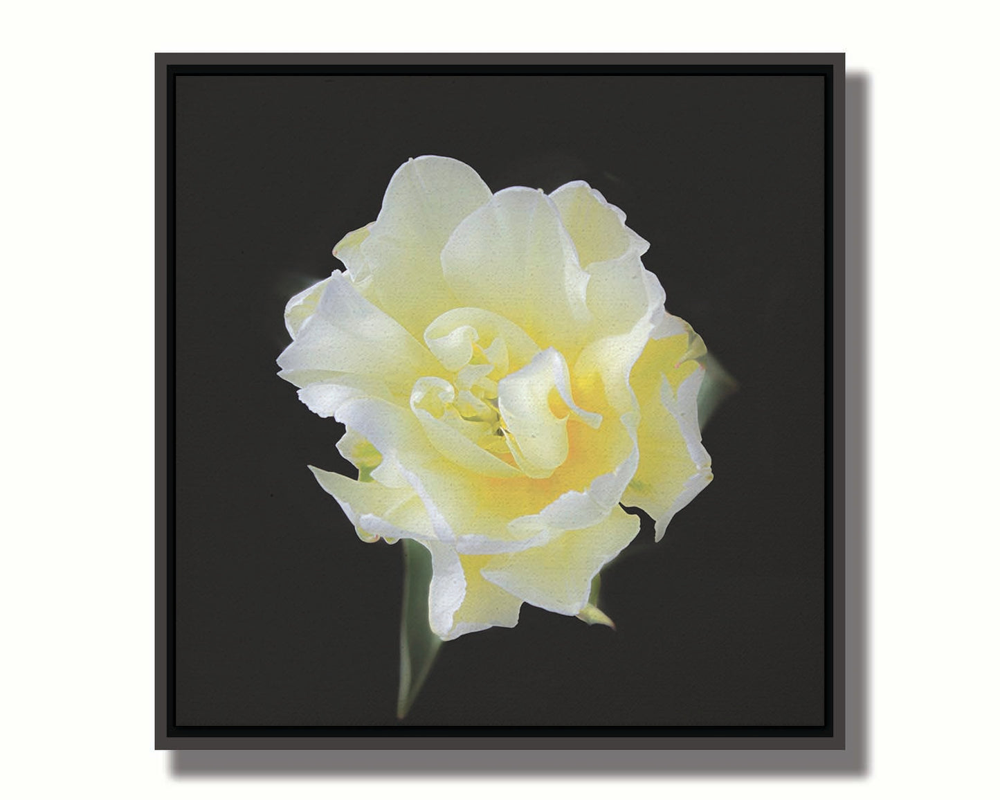 A photograph of a single white and yellow tulip from above, suspended in a black background. Printed on canvas in a float frame.