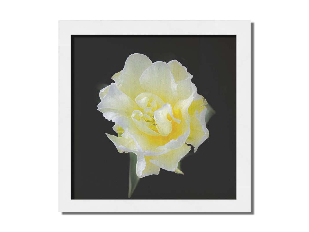 A photograph of a single white and yellow tulip from above, suspended in a black background. Printed on canvas and framed.