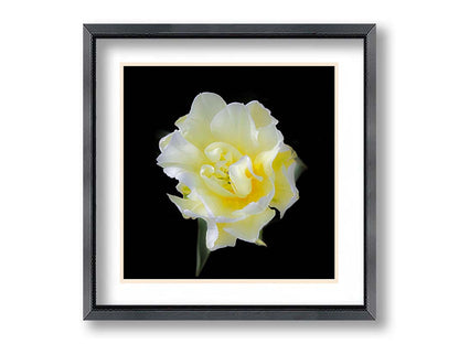 A photograph of a single white and yellow tulip from above, suspended in a black background. Printed on paper, matted, and framed.