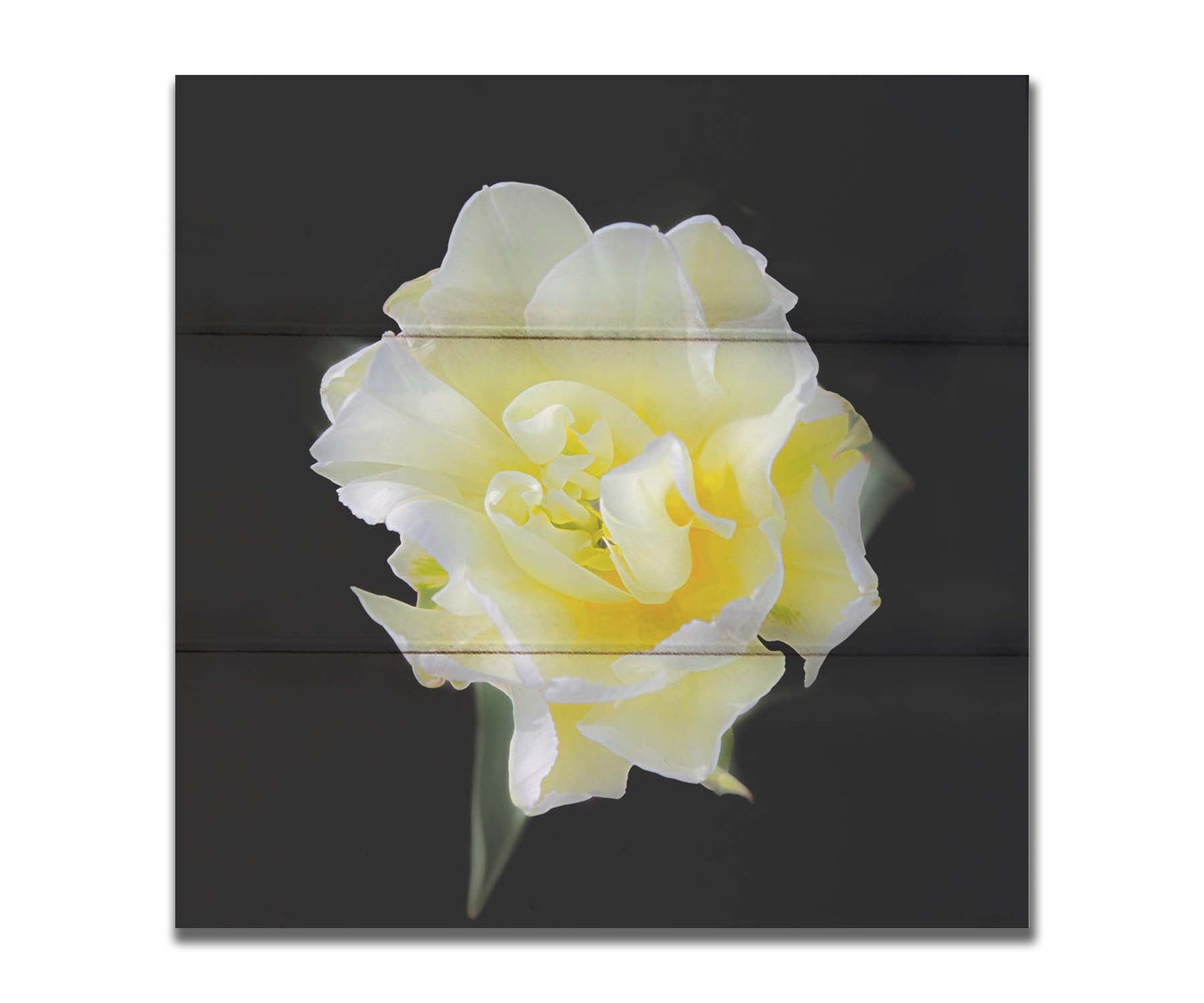 A photograph of a single white and yellow tulip from above, suspended in a black background. Printed on a box board.