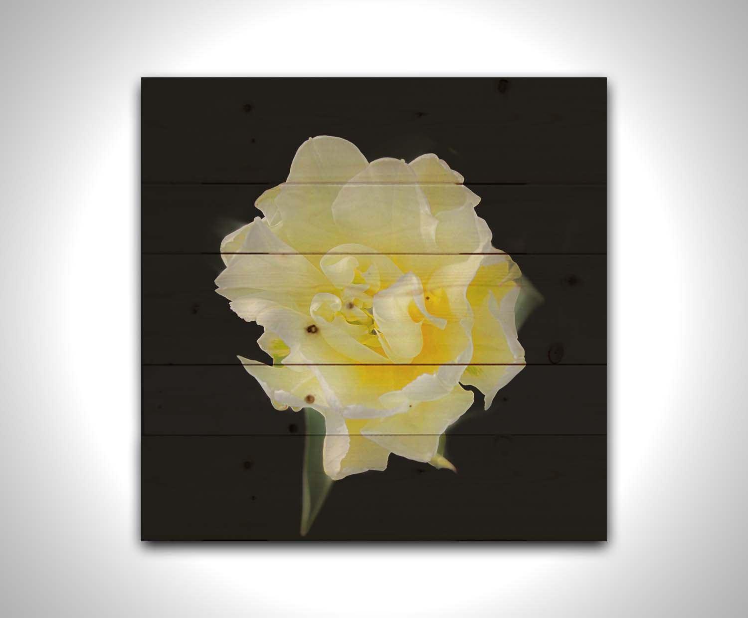 A photograph of a single white and yellow tulip from above, suspended in a black background. Printed on a wood pallet.