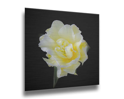 A photograph of a single white and yellow tulip from above, suspended in a black background. Printed on metal.