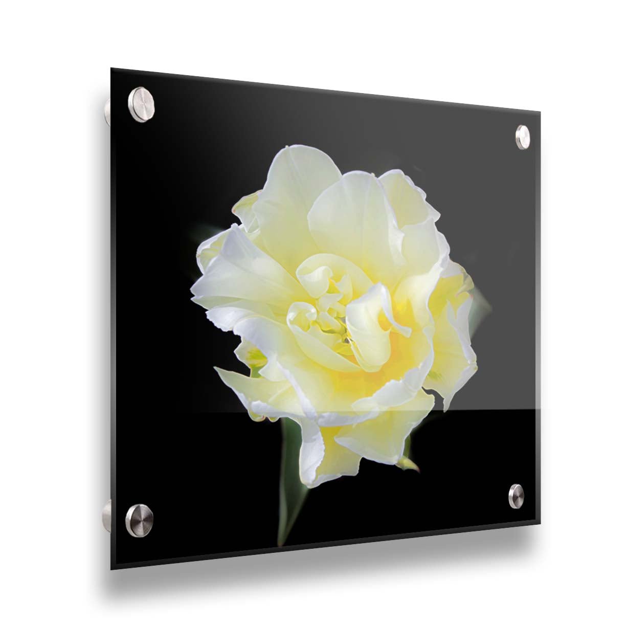 A photograph of a single white and yellow tulip from above, suspended in a black background. Printed on acrylic.