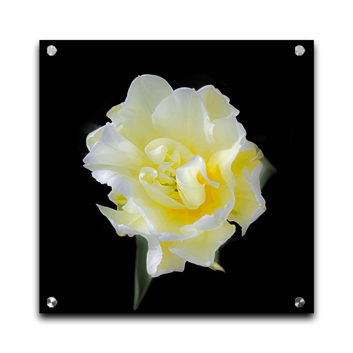 A photograph of a single white and yellow tulip from above, suspended in a black background. Printed on acrylic.