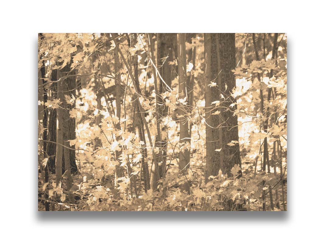 A sepia photo of a forest in autumn. Printed on canvas.