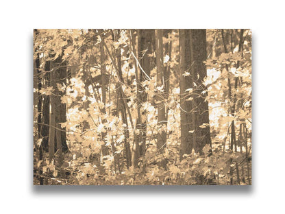 A sepia photo of a forest in autumn. Printed on canvas.