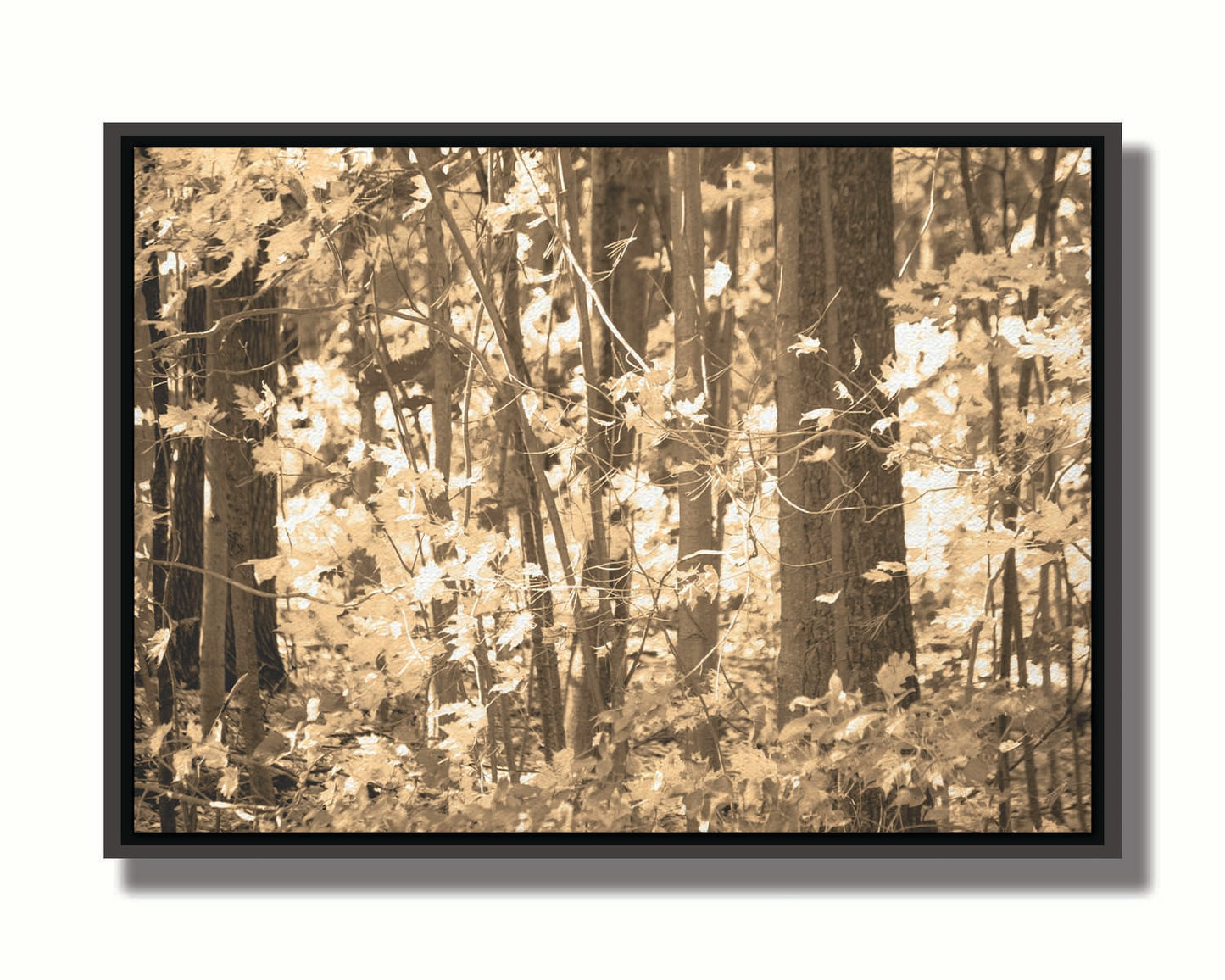 A sepia photo of a forest in autumn. Printed on canvas in a float frame.