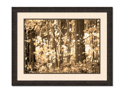 A sepia photo of a forest in autumn. Printed on paper, matted, and framed.