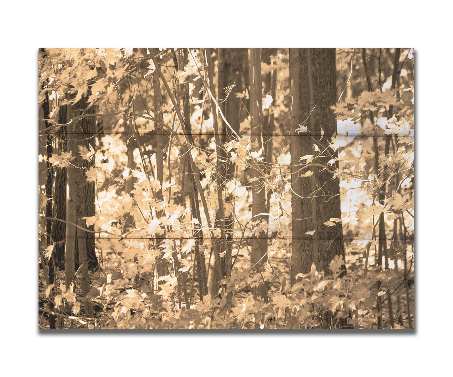 A sepia photo of a forest in autumn. Printed on a box board.