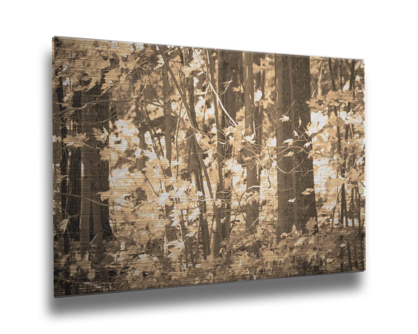 A sepia photo of a forest in autumn. Printed on metal.