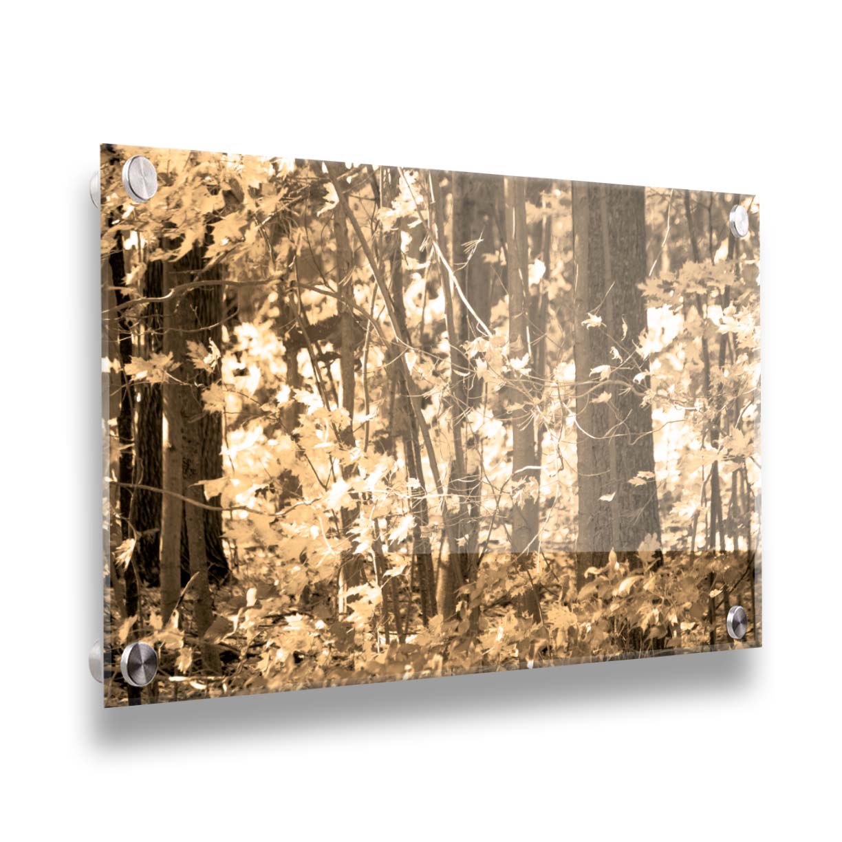 A sepia photo of a forest in autumn. Printed on acrylic.