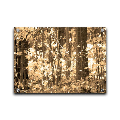 A sepia photo of a forest in autumn. Printed on acrylic.