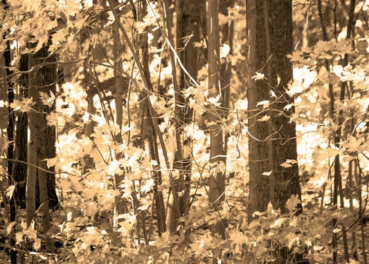 A sepia photo of a forest in autumn.