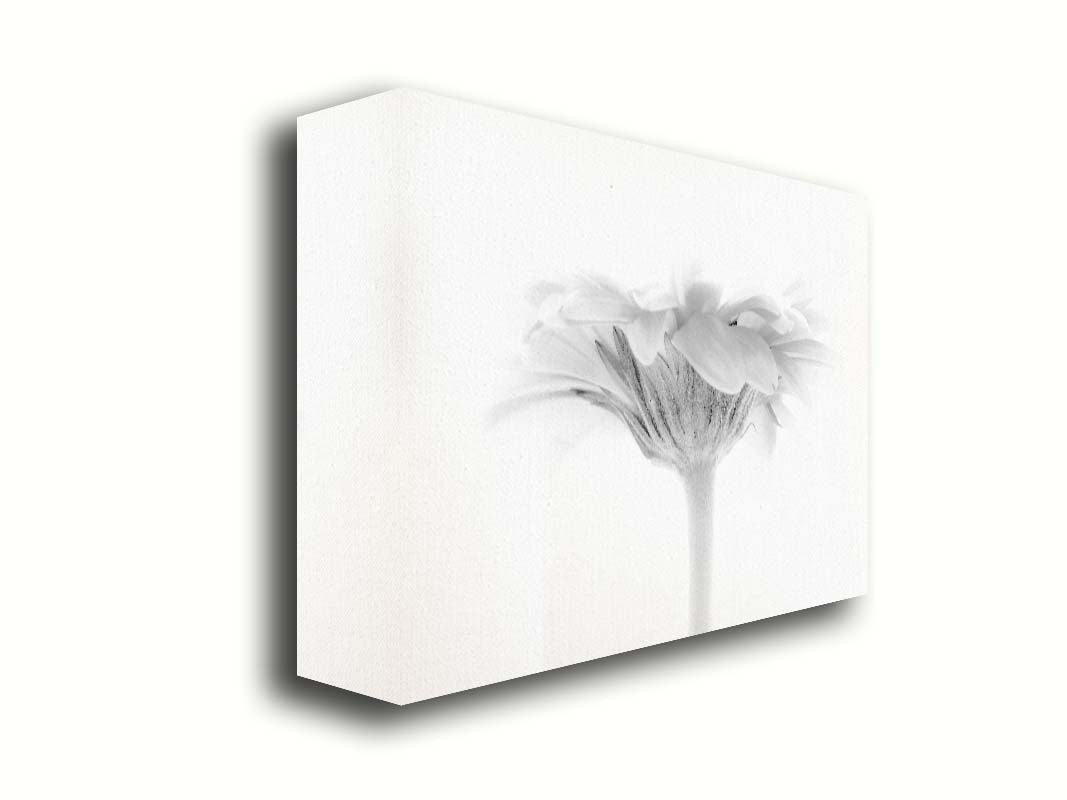 A photo of a side view of a daisy, portrayed in grayscale. Printed on canvas.