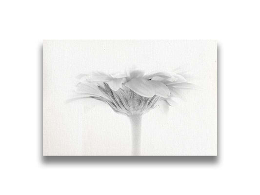 A photo of a side view of a daisy, portrayed in grayscale. Printed on canvas.