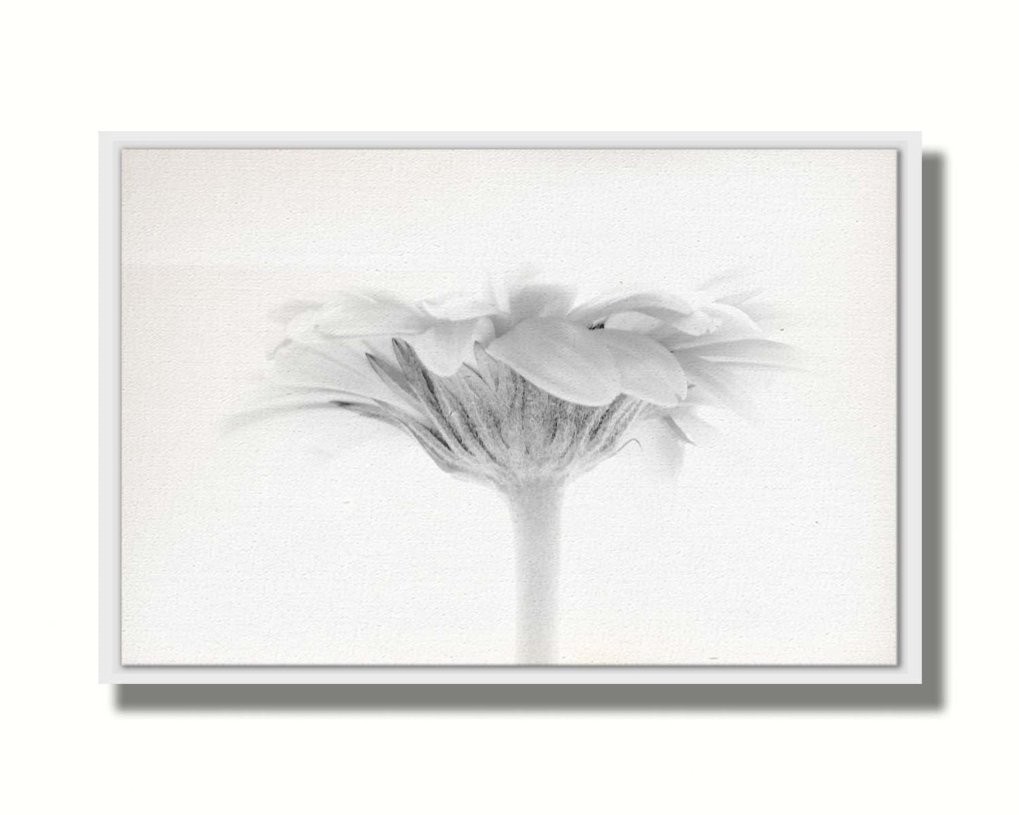 A photo of a side view of a daisy, portrayed in grayscale. Printed on canvas in a float frame.