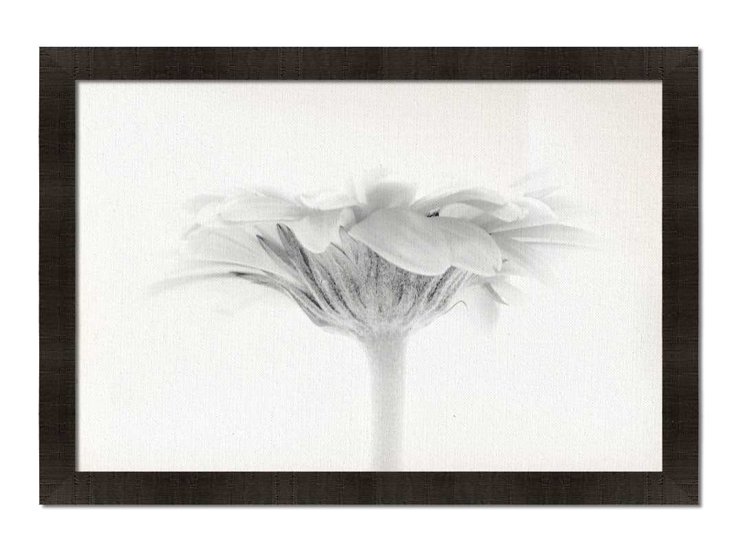 A photo of a side view of a daisy, portrayed in grayscale. Printed on canvas and framed.