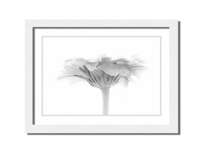 A photo of a side view of a daisy, portrayed in grayscale. Printed on paper, matted, and framed.