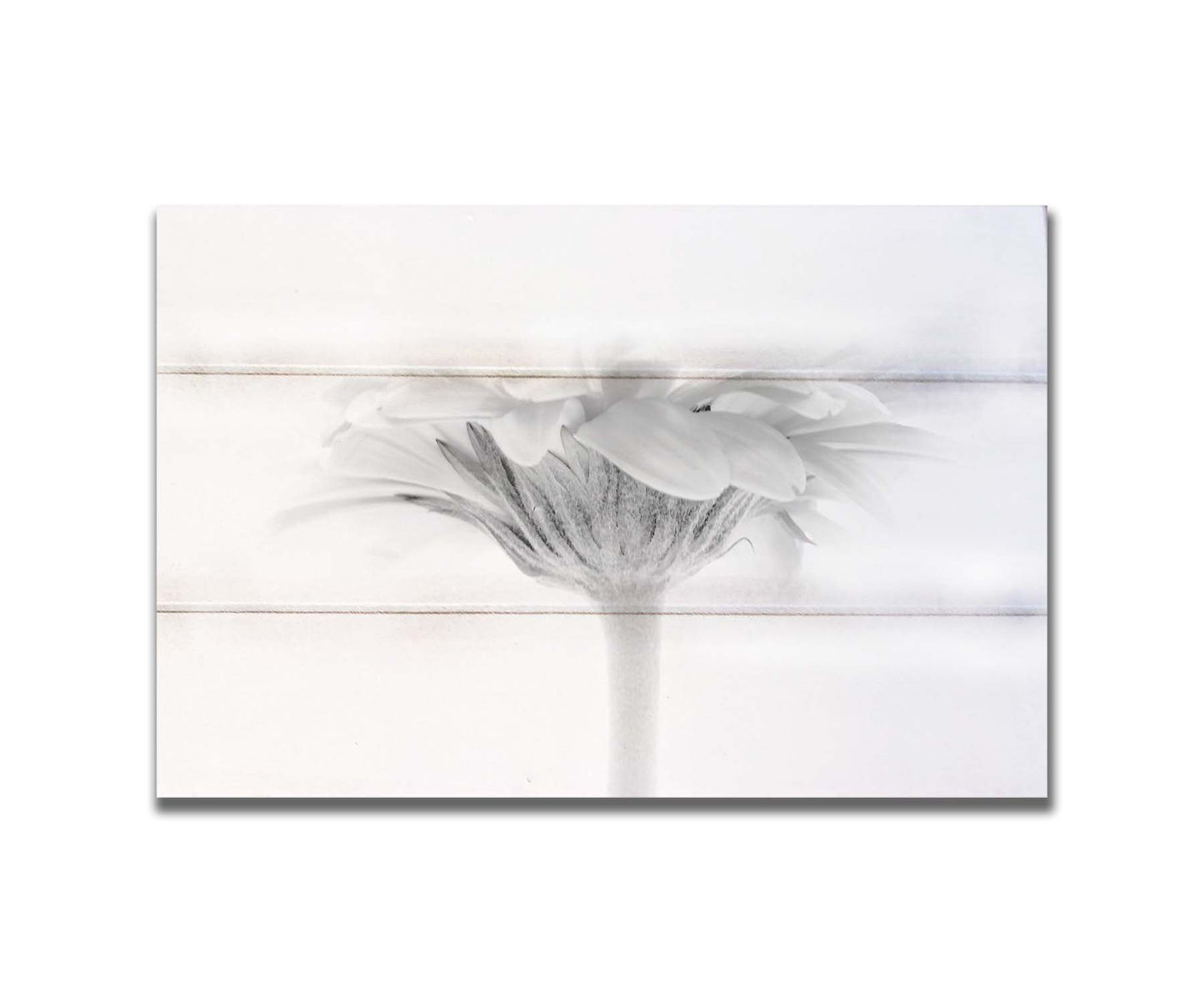 A photo of a side view of a daisy, portrayed in grayscale. Printed on a box board.