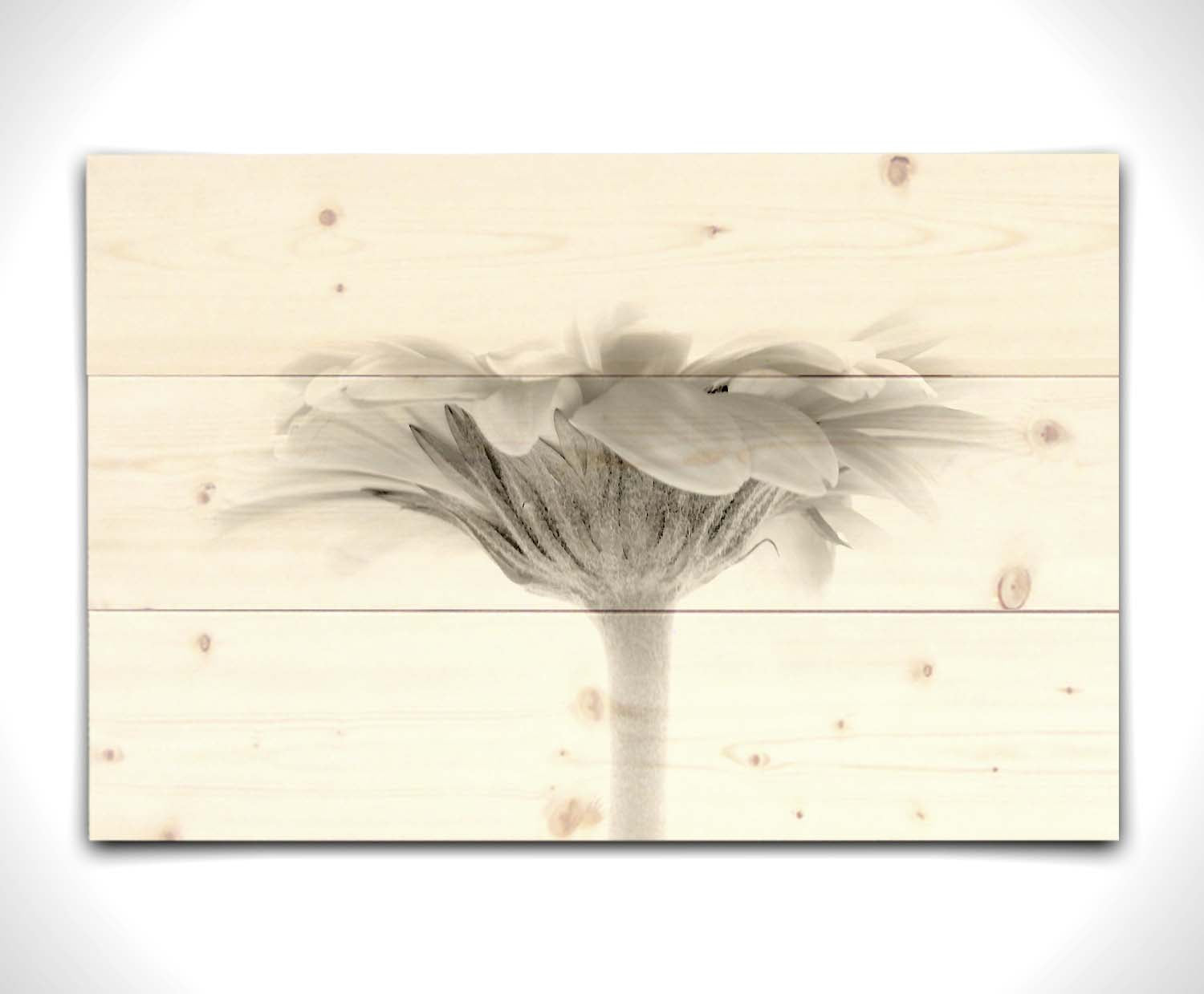 A photo of a side view of a daisy, portrayed in grayscale. Printed on a wood pallet.