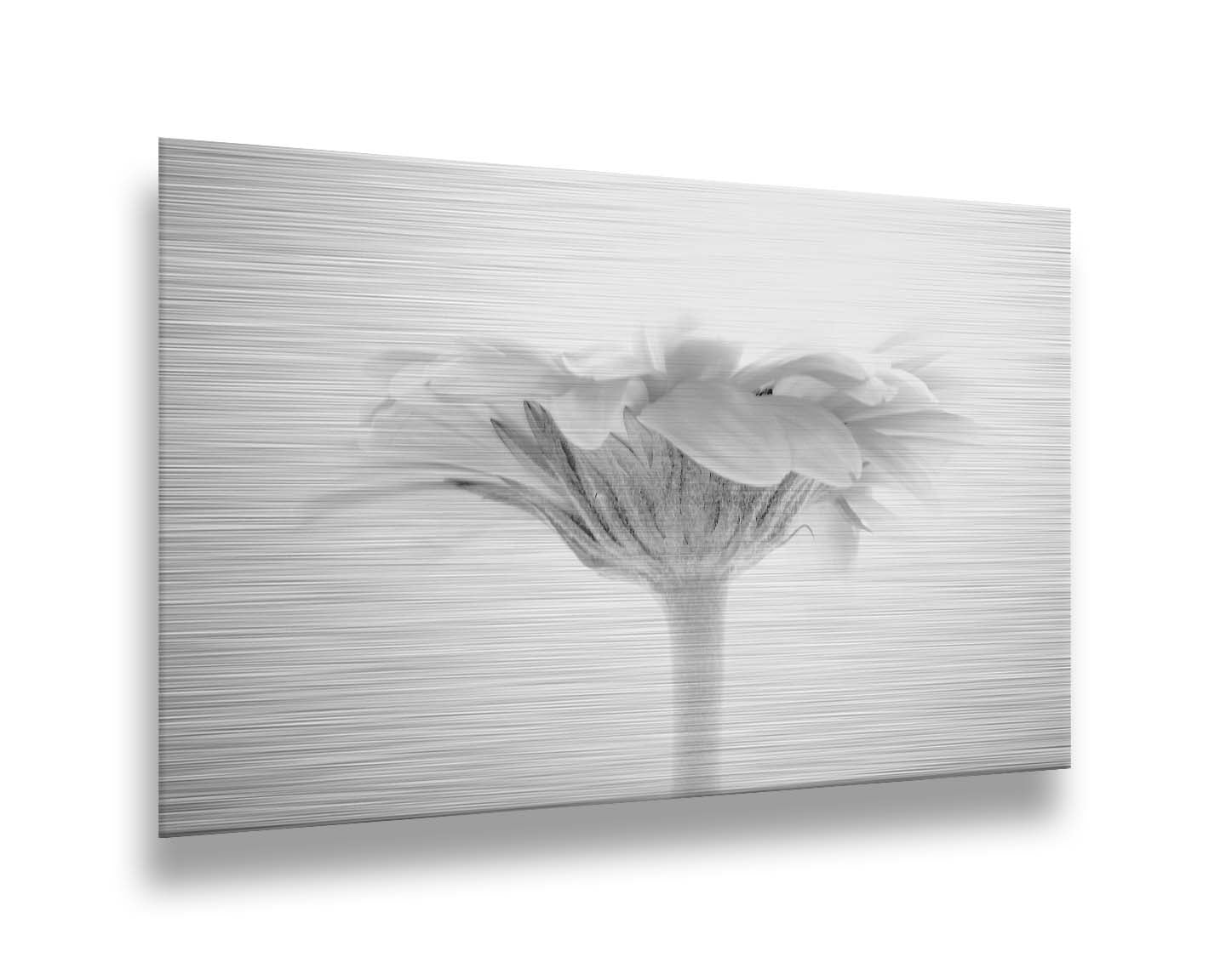 A photo of a side view of a daisy, portrayed in grayscale. Printed on metal.