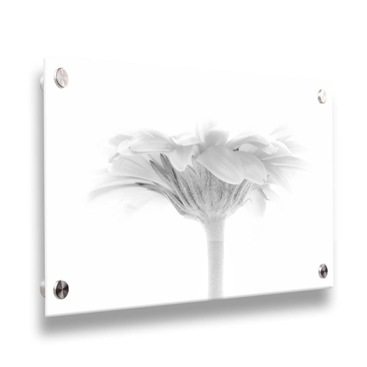 A photo of a side view of a daisy, portrayed in grayscale. Printed on acrylic.