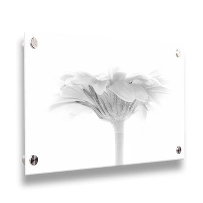 A photo of a side view of a daisy, portrayed in grayscale. Printed on acrylic.