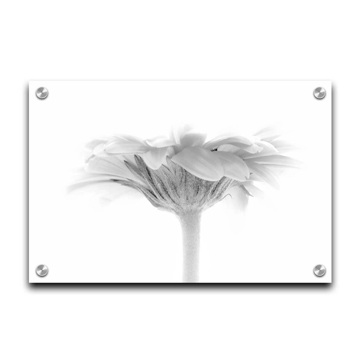 A photo of a side view of a daisy, portrayed in grayscale. Printed on acrylic.