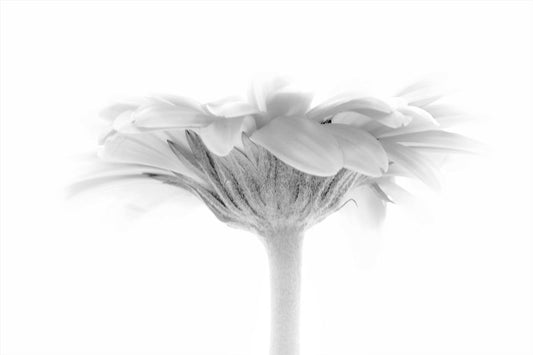 A photo of a side view of a daisy, portrayed in grayscale.