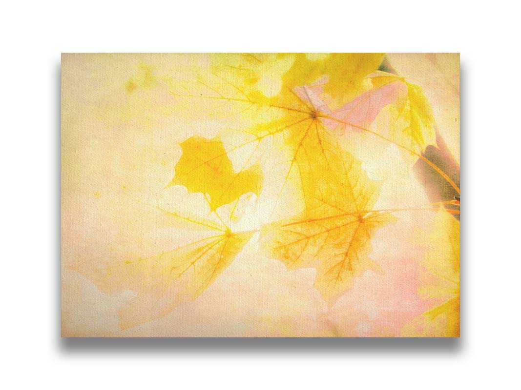 A photo of a stem of yellow leaves, brightly lit from behind. Printed on canvas.