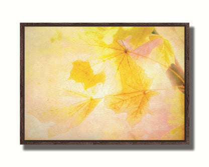 A photo of a stem of yellow leaves, brightly lit from behind. Printed on canvas in a float frame.