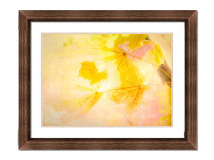 A photo of a stem of yellow leaves, brightly lit from behind. Printed on paper, matted, and framed.