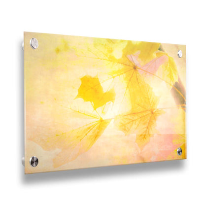 A photo of a stem of yellow leaves, brightly lit from behind. Printed on acrylic.