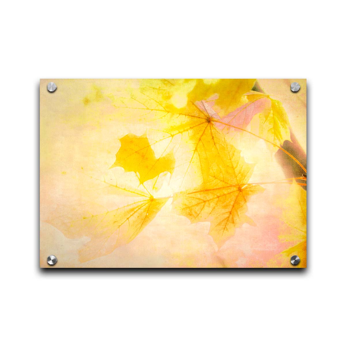 A photo of a stem of yellow leaves, brightly lit from behind. Printed on acrylic.