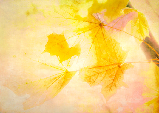A photo of a stem of yellow leaves, brightly lit from behind. 